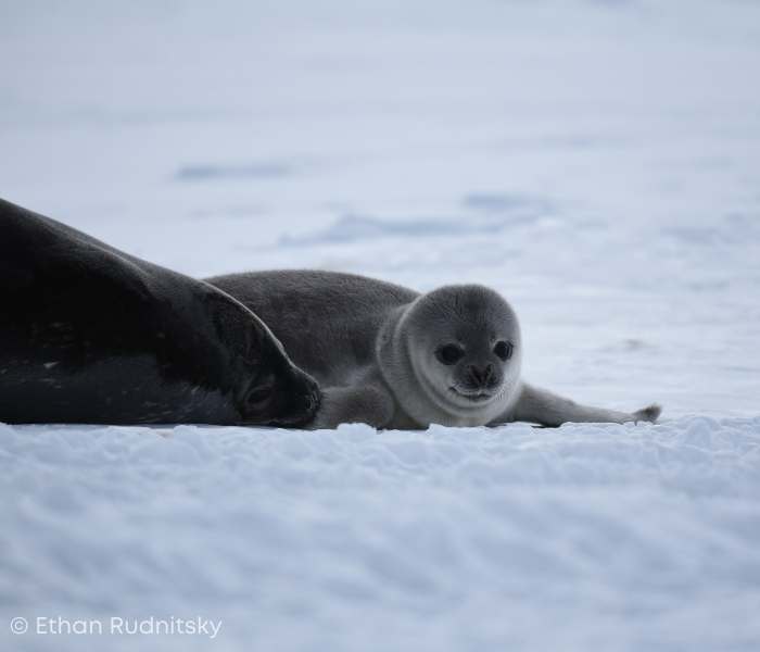 Antarctic Fur Seal by Ethan Rudnitsky