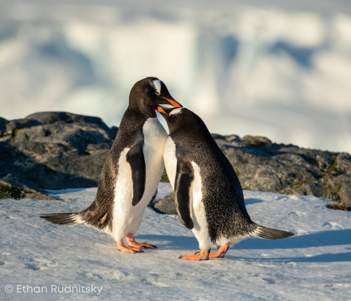 Penguins in Antarctica by Ethan Rudnitsky