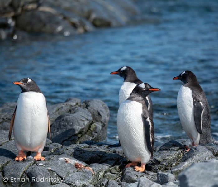 Penguins on Rock in Antarctica by Ethan Rudnitsky