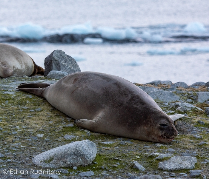 Seal in Antarctica by Ethan Rudnitsky