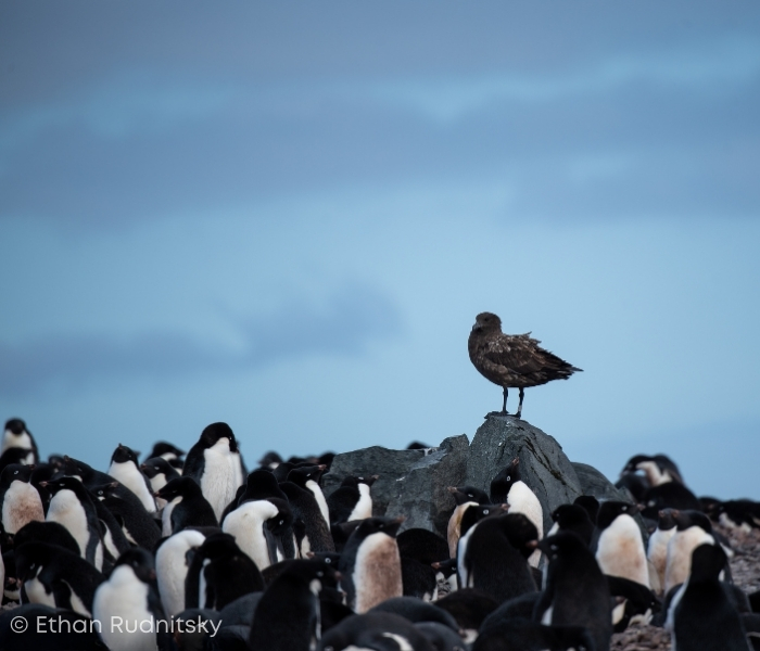Waddle of Penguins in Antarctica by Ethan Rudnitsky